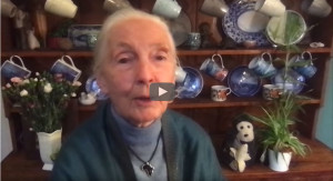 jane-goodall-quella-casa-sei-tu-cu_i-comunicazione-umanistica-integrata